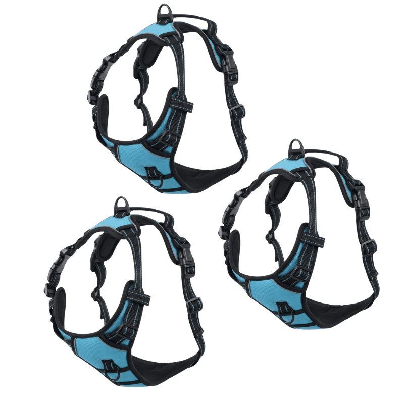 EasyLeash