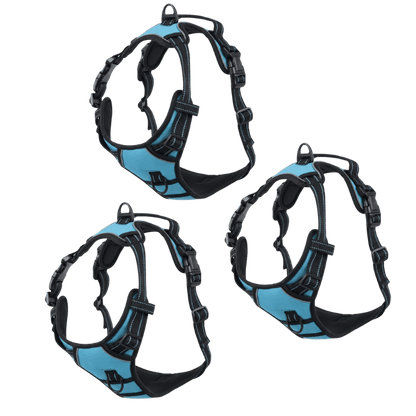 EasyLeash