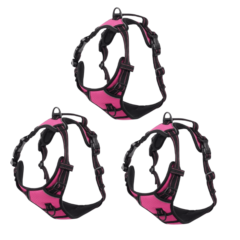 EasyLeash